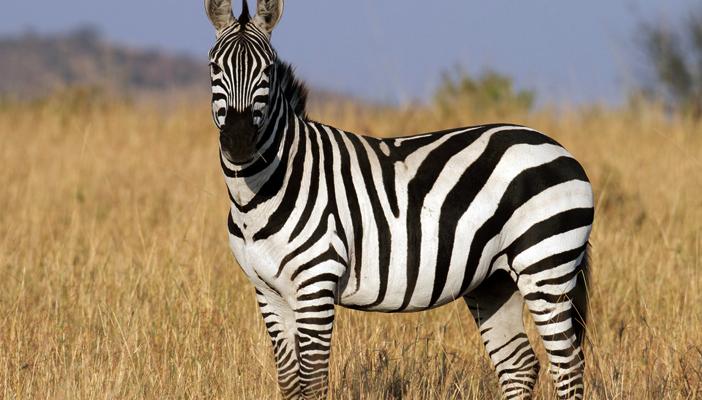 بالفيديو.. الشرطة تعتقل حمارا وحشيا بشوارع أميركا