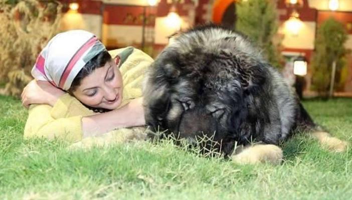 بالصور.. افتتاح منتجع لاستجمام الكلاب في مصر