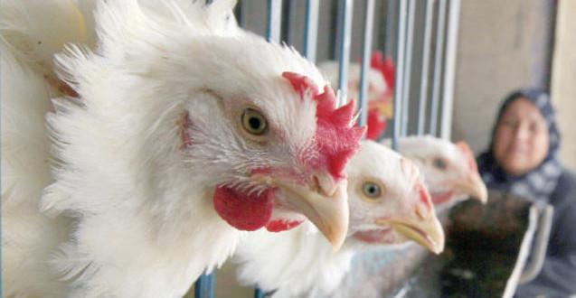 مع توقع تخطيها 30 جنيها.. خبراء: الدواجن المطروحة بالأسواق كارثة صحية