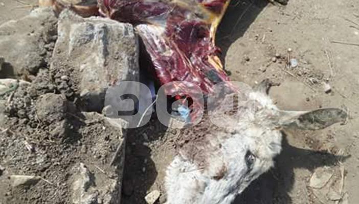 ضبط 29 حمارا معدة للذبح و16 مذبوحة بالغربية والشرقية لبيعها قبل رمضان