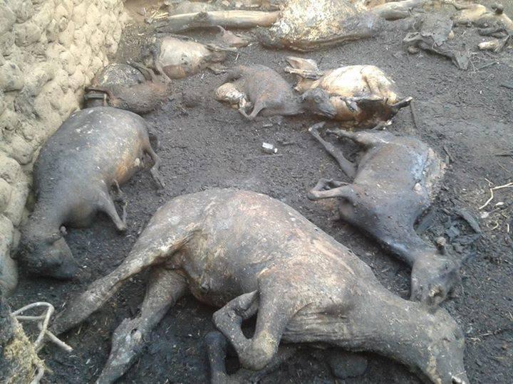 تدمير 15 منزل و40 فدان جراء حريق بأسوان