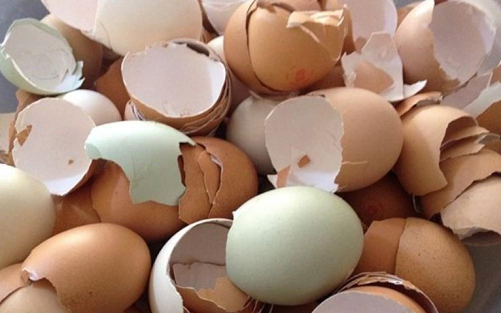 دراسة: قشر البيض يوفر 90% من احتياجات الجسم من الكالسيوم