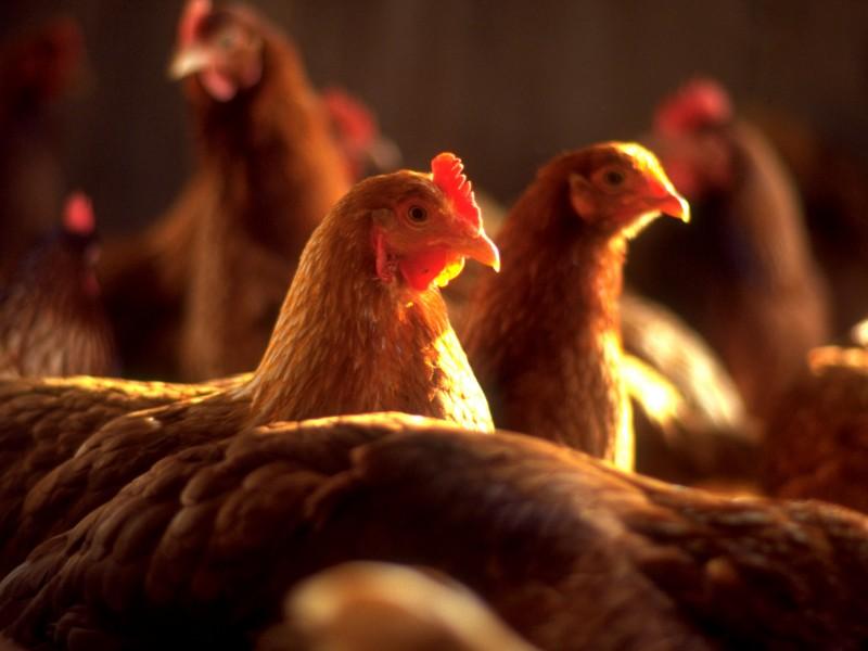 تراجع في أسعار الدواجن واستقرار الخضروات والفاكهة