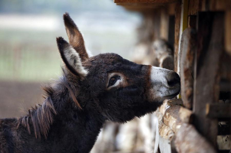 العثور على 17 حمار مذبوح في شبين القناطر بمحافظة القليوبية