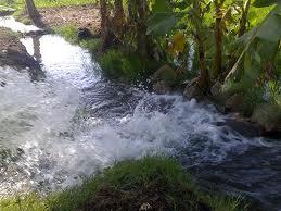 الوادي الجديد.. أعطال آبار الرى تتسبب في إهلاك الزراعات بالداخلة