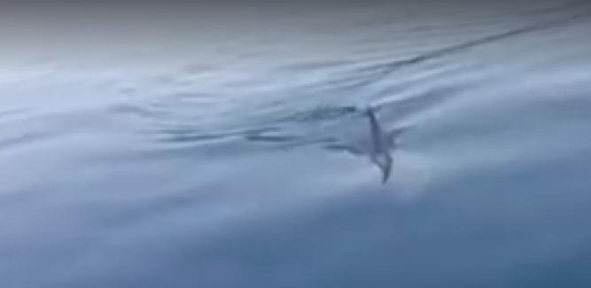 بالفيديو.. ظهور أسماك قرش في العين السخنة