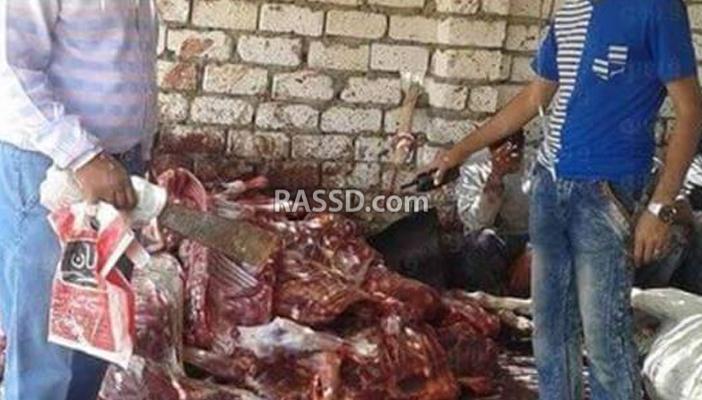 ضبط 80 حمارًا مذبوحًا قبل توزيعها على المطاعم.. ونشطاء: ارحموا الحمير