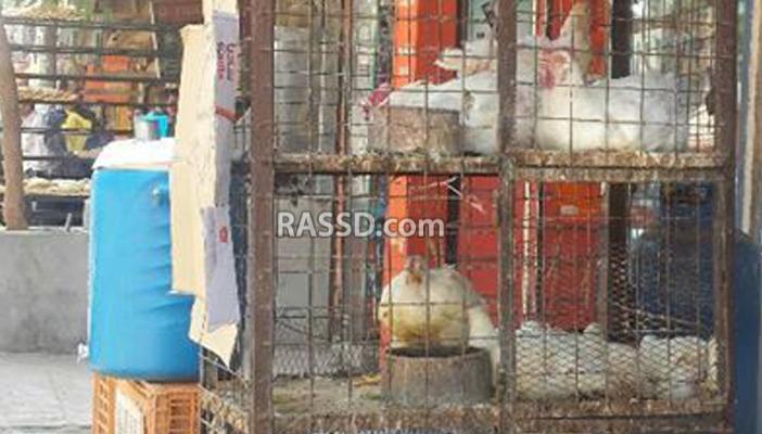 “هياكل الدجاج” طعام الغلابة في رمضان