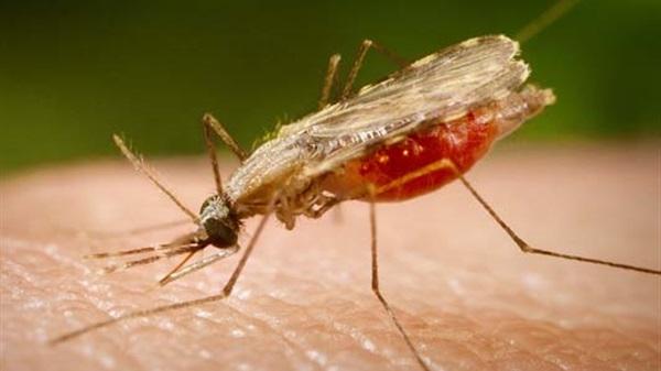 الملاريا.. مرض فتاك والإنقلاب فى سبات