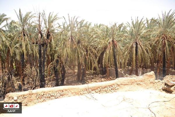 النيران تلتهم عشرة أفدنة و1000 شجره نخيل بالوادي الجديد