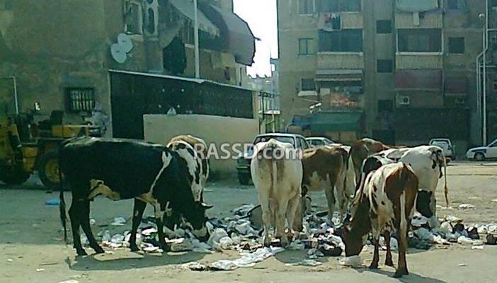 انتشار الحيوانات الضالة يثير ذعر أهالي بورسعيد