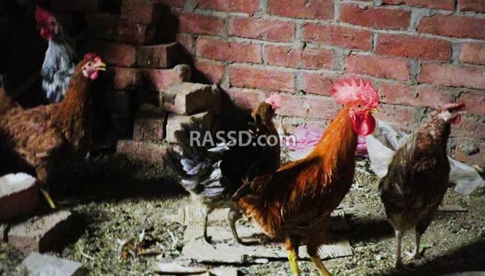 ربات البيوت يهربن من ارتفاع أسعار اللحوم إلى تربية الدواجن بالمنزل