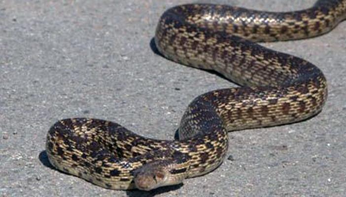 اصطياد الأفاعي في “رام الله” من الهواية إلى سلاح لمقاومة جيش الاحتلال