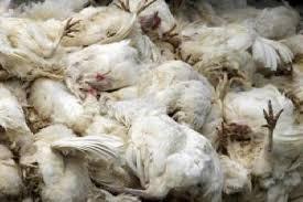 بسبب ارتفاع الأسعار وقلة الرقابة.. الدواجن النافقة تباع في دسوق