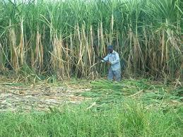 زراعة القصب في الأقصر بين معاناة المزارعين وإهمال الحكومة