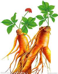 دراسة مصرية: جذور الجينسنج تحمى الخلايا العصبية من سموم ” الاكريلاميد”