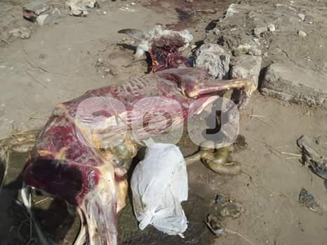 في أول أيام العيد.. ضبط 28 حمارًا مذبوحًا على مشارف القاهرة