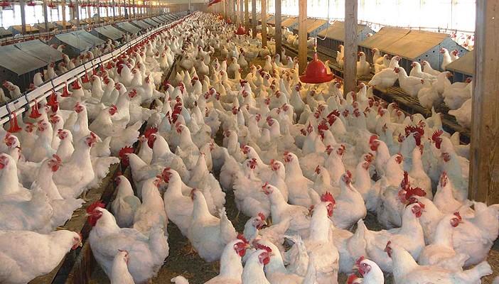 أسعار الدواجن تنخفض 5 جنيهات في يومين وسعر الكيلو 17 جنيهًا