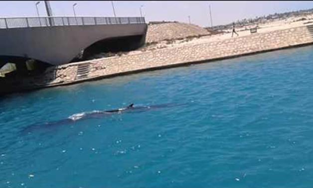 منها أنه عديم الأسنان.. 5 معلومات عن حوت الزعفنة الذي ظهر بمارينا