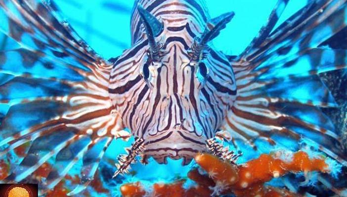 بالصور والفيديو.. أجمل وأغرب 10 أسماك في عالم البحار