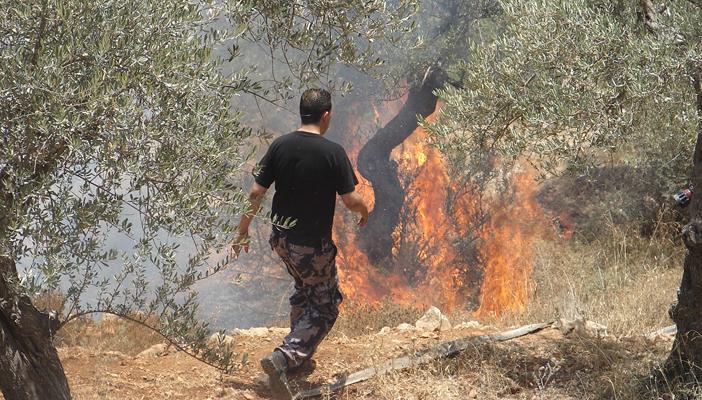 مستوطنون يحرقون عشرات أشجار الزيتون قرب بيت لحم