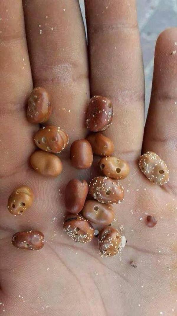 السيسي يرسل معونات “فاسدة” لغزة أثناء العدوان