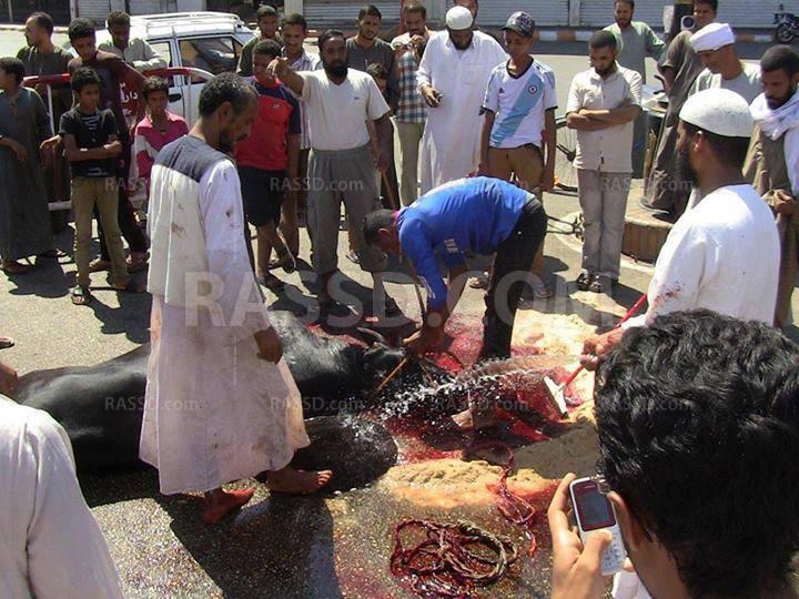 المتظاهرون يذبحون عجل “السيسي” بقنا