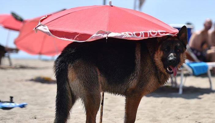 كادت أن تتحول لظاهرة.. شواطئ مصر مفتوحة للكلاب محظورة على المحجبات