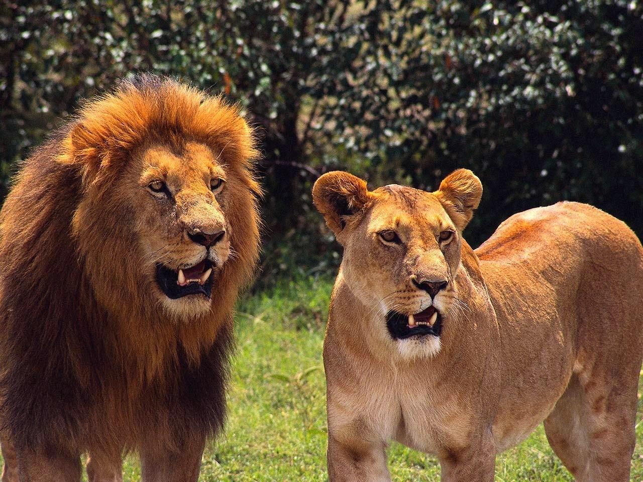 تعرَّف على طريقة المواجهة.. كيف تنقذ حياتك إذا هاجمك حيوان مفترس؟