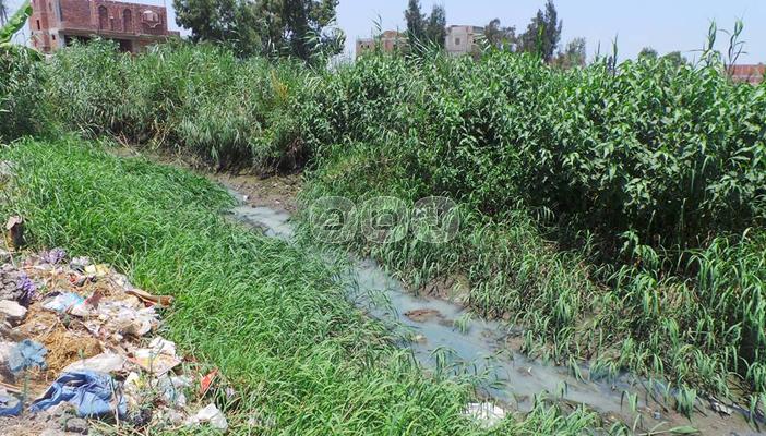 ألاف أفدنة الأرز بدمياط معرضة للموت بسبب نقص المياه