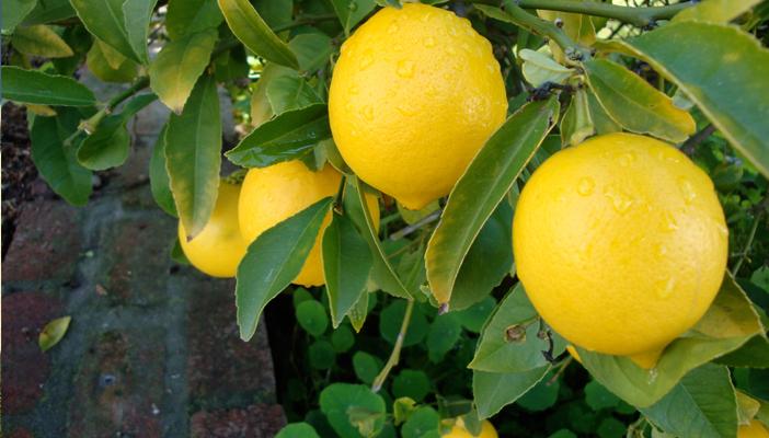 من بينها البروكلي والليمون.. أغذية تخلص الجسم من السموم