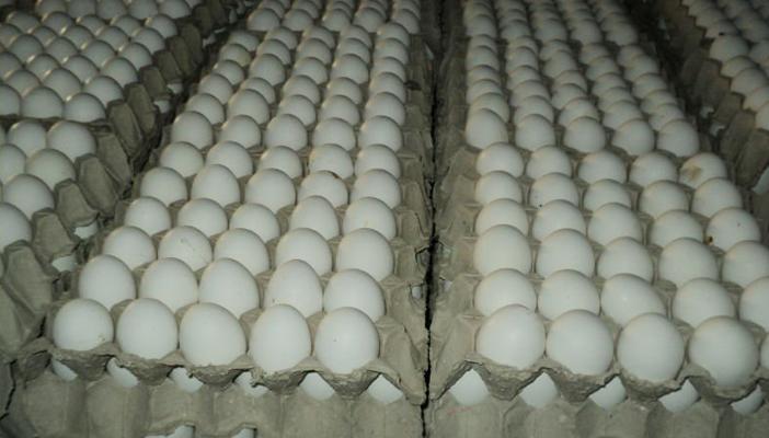 شعبة الدواجن: انخفاض أسعار البيض والكرتونة بـ21 جنيهًا