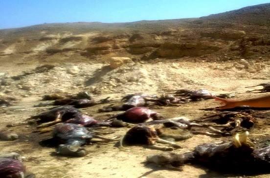 بالصور.. العثور علي 250 حمارًا مذبوحًا بسوهاج