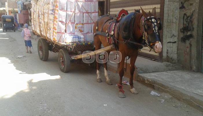 ظهور العربات الكارو في مدينة سنورس بالفيوم يثير الجدل