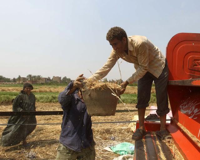 ستراتفور: “فساد القمح” يدفع الحكومة المصرية إلى الحد من دعم الرغيف
