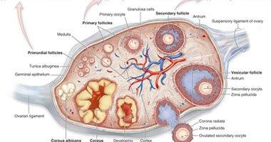 أدوية الكولسترول تحافظ على الأوعية الدموية وتؤثر على الكبد