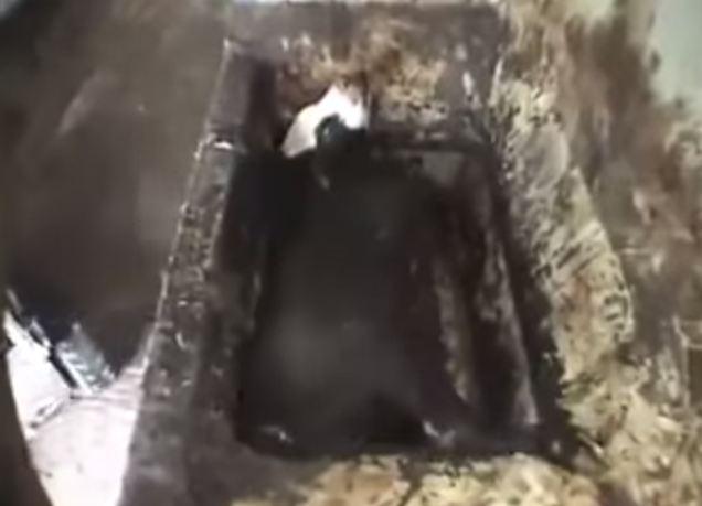 فيديو|مصنع يفرم حيوانات نافقة لصنع الهامبورجر