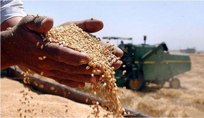 استيراد 780 ألف طن قمح..عندما يتبخّر حلم الإنتاج