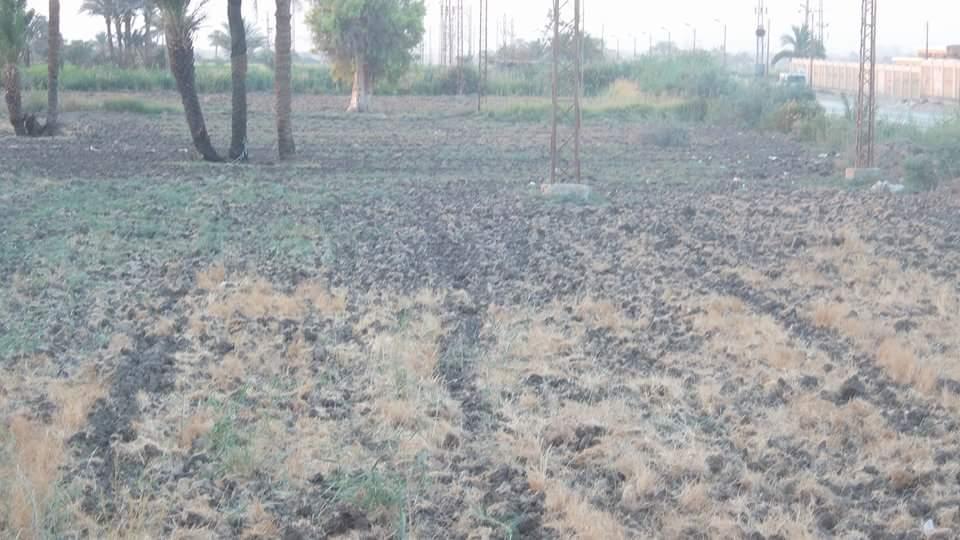 “السوق السوداء” تتحكم في مصير فلاحي “إبشواي” بالفيوم