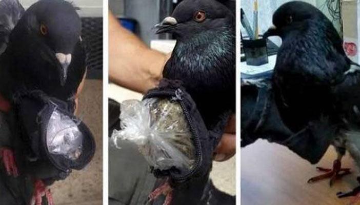 بالصور.. القبض على “حمامة” تهرب المخدرات لنزيل داخل السجون