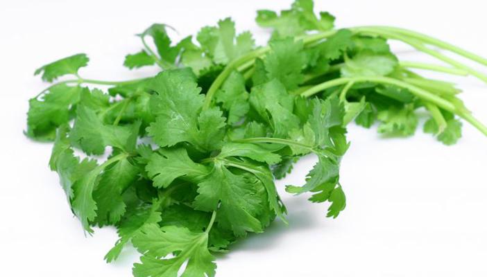 دراسة: وضع الكزبرة الخضراء في المياه ينقيها من المعادن الخطيرة