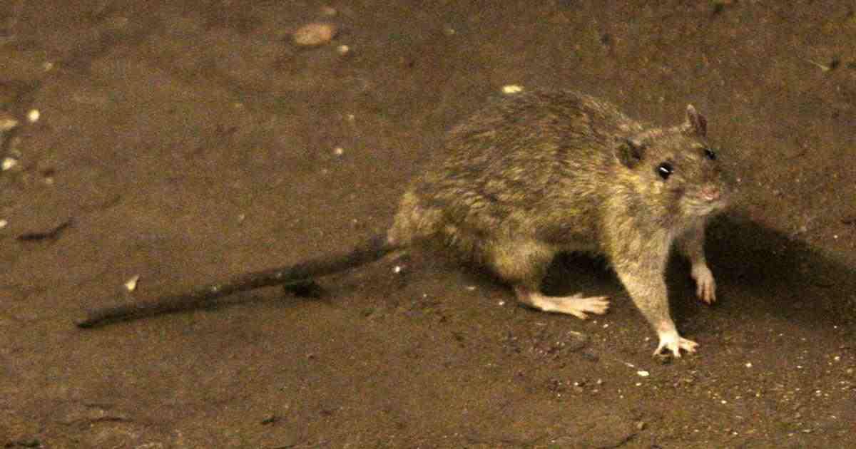 تسجيل ثاني إصابة بالطاعون في الولايات المتحدة