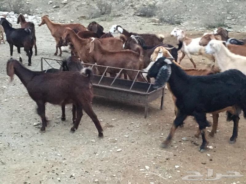 مسؤولو “مرسي علم” يتخلصون من الماعز بـ”السم”