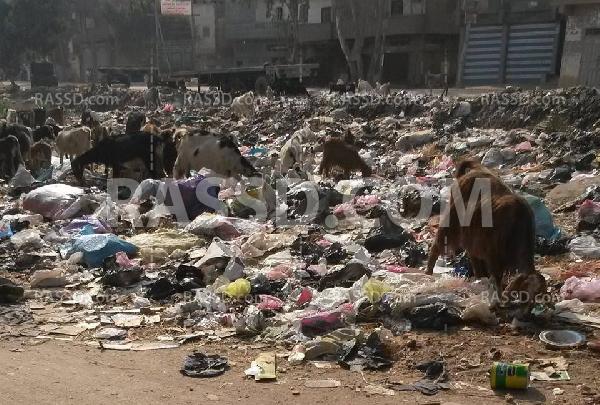 تفاقم ازمة القمامة بـ”رأس الخليج” بالدقهلية