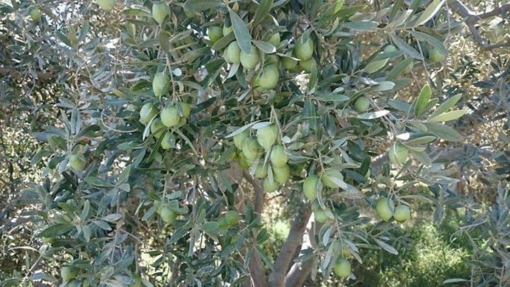 زراعة الزيتون.. مصدر رزق للفلاحين بالفيوم