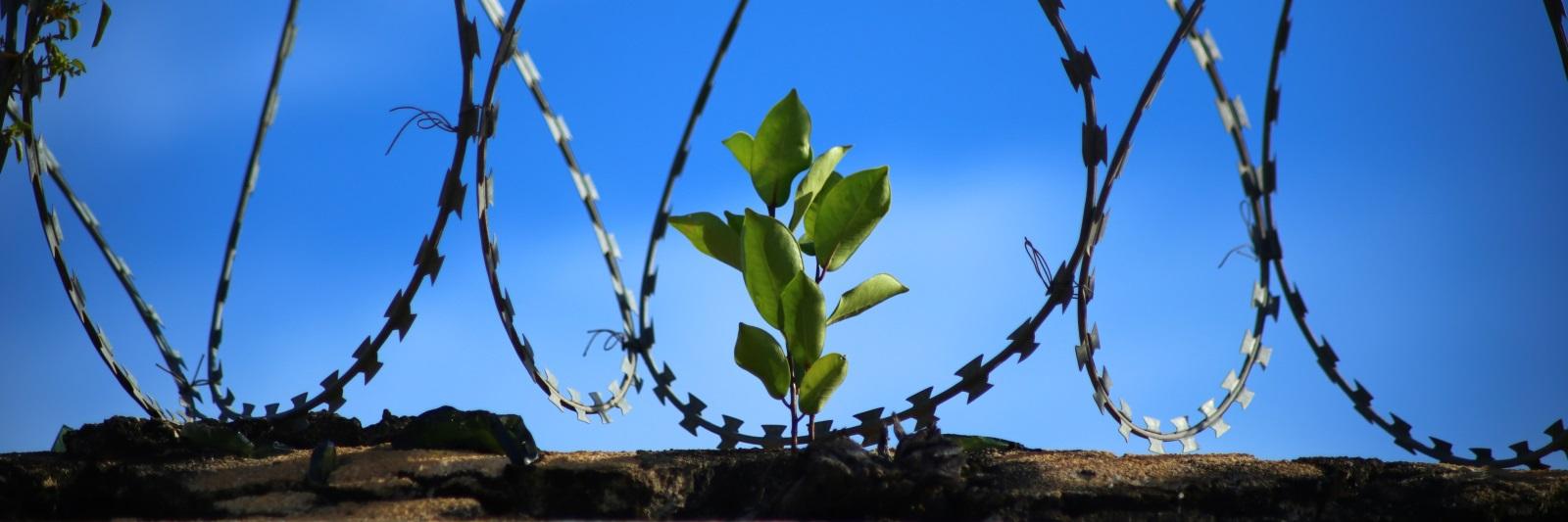 عمران.. أنا.. والعدو- جعفر الزعفراني
