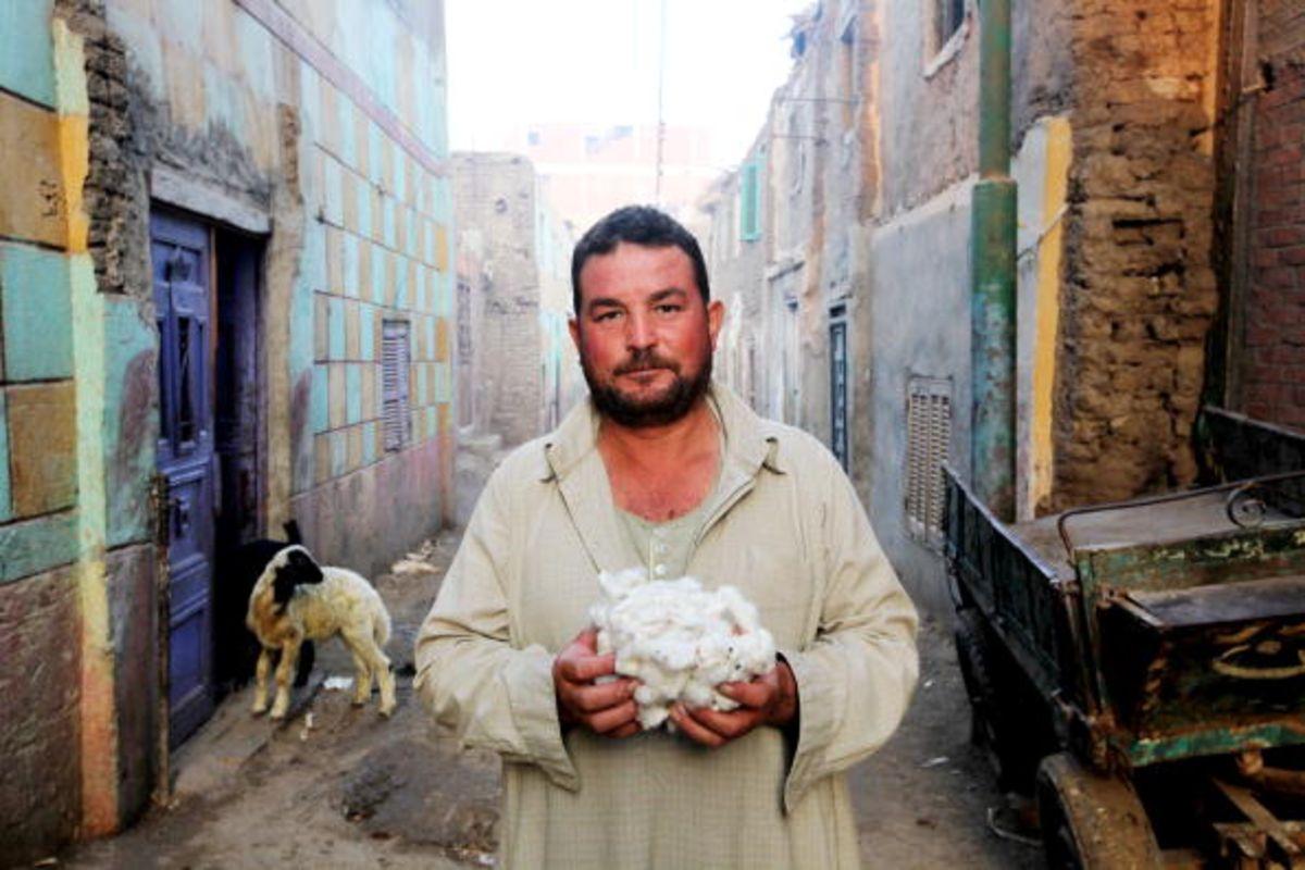 بلومبرج: القطن المصري يفقد عرشه لصالح الأميركي