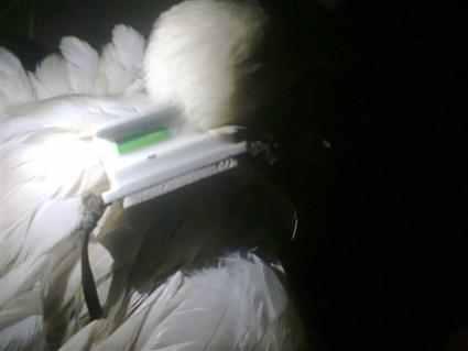 «البطة الجاسوسة».. حينما يلجأ الانقلابيون لـ «عالم الحيوان»