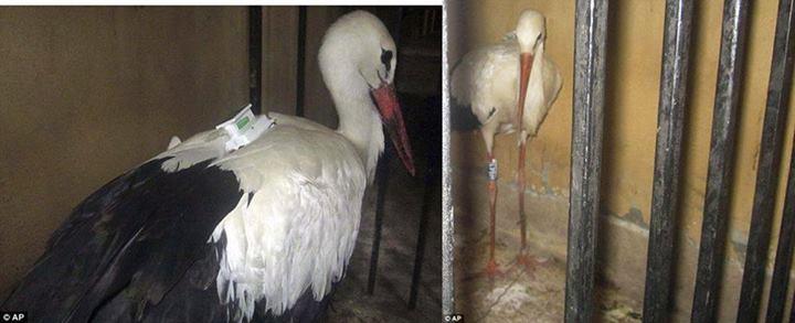 الطائر المتهم بـ «التجسس» تابع لفريق أبحاث أوروبي