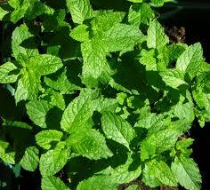 استشارى تغذية: النعناع يقلل الوزن ويعالج الأمراض العصبية والصداع